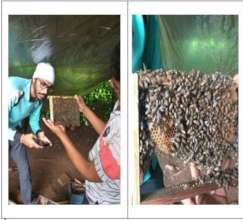 HoneyBee Farm Visit and Handling Observation