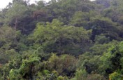My Jungle - Participatory Forest Conservation