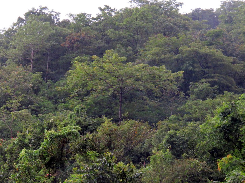 My Jungle - Participatory Forest Conservation