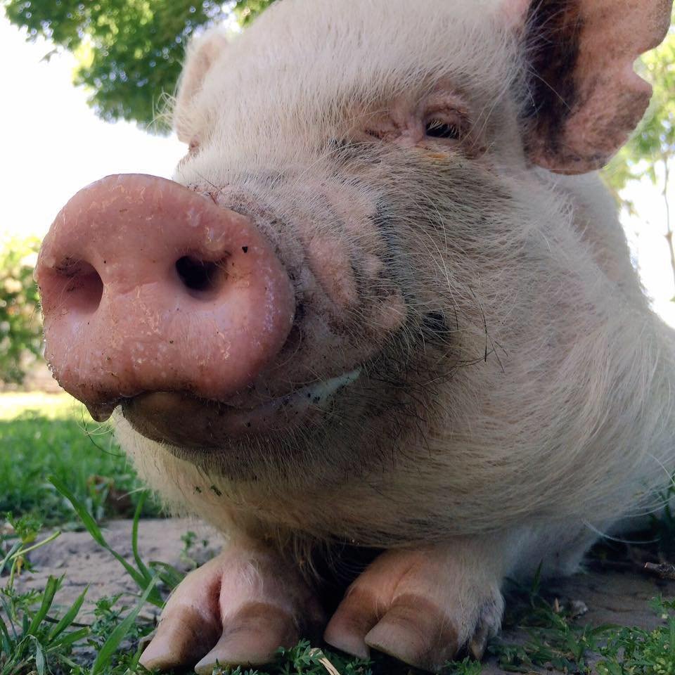 Ethel the Pig