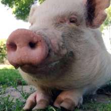 Ethel the Pig
