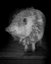 Ethel wants you to join our PIGs Club.