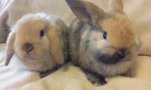 Flip and Flop were saved from an animal hoarder.