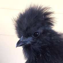 Jupiter rocking her chicken mullet.