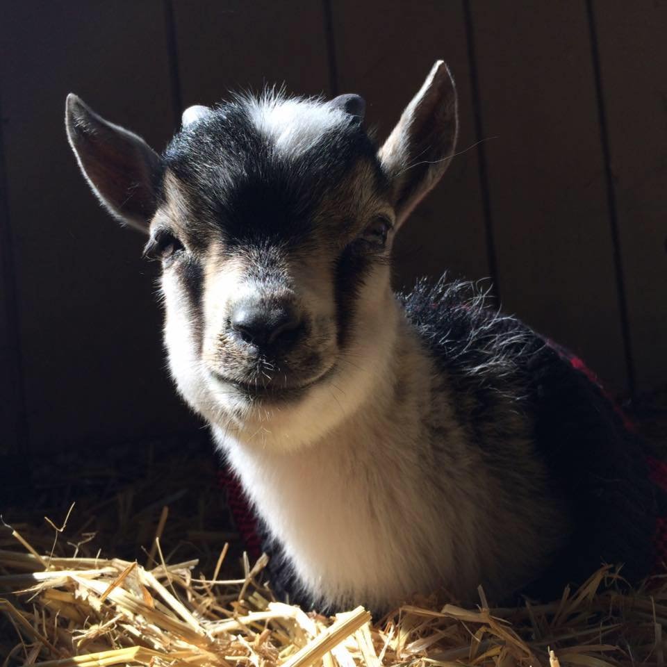 Leo, a newly rescued goat at Harvest Home