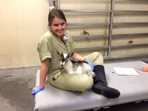 Leo at UC Davis Large Animal Hospital