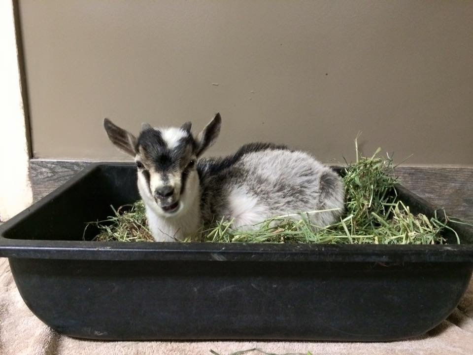 Leo relaxing in a hay box