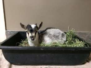 Leo relaxing in a hay box