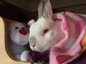 Luke loves his little bunny bed.