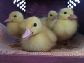 Fuzzy ducklings saved by Harvest Home