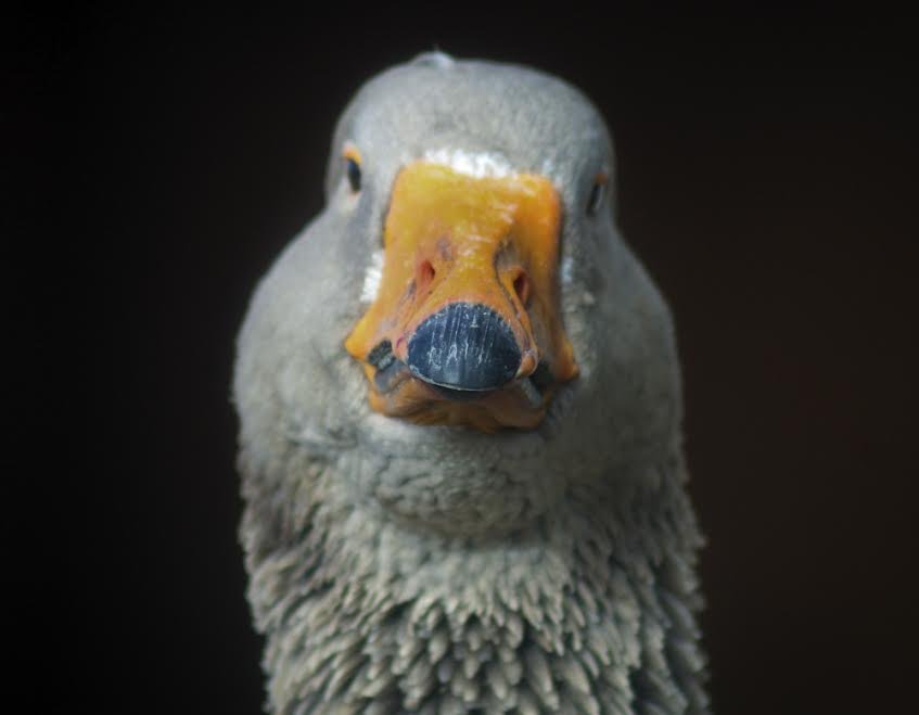 Carson the Goose