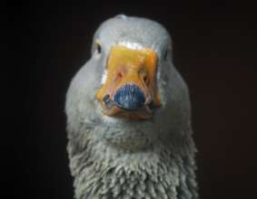 Carson the Goose