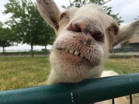 Merl the Goat