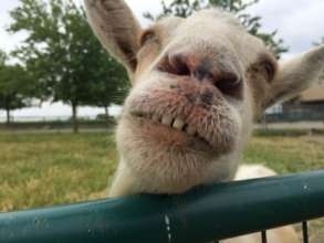 Merl the Goat