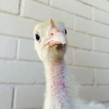 Miss Lewis the Turkey