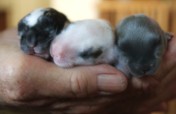 Help a neglected animal receive lifesaving care
