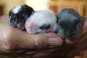 Help a neglected animal receive lifesaving care