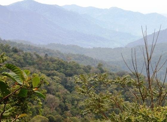 Save Orangutans from Extinction