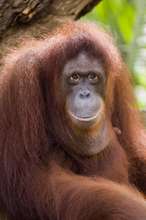 A wise elder orangutan