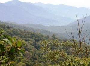 Indonesian landscape and orangutan habitat