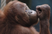 Save Orangutans from Extinction