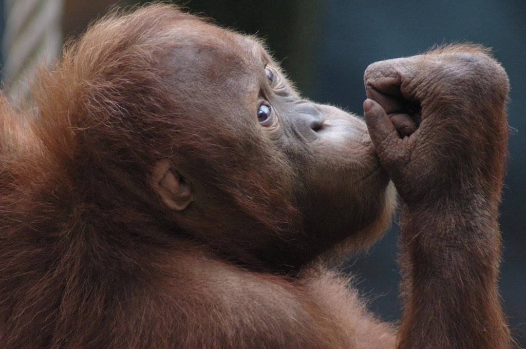 Save Orangutans from Extinction