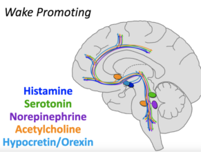 Wake Promoting Neurotransmitters