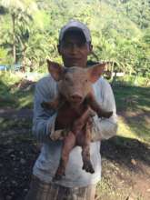 piglet released to a beneficiary