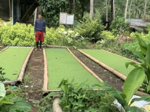 Azolla as alternative feed