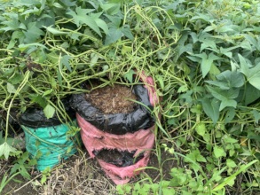 promoting food and forage