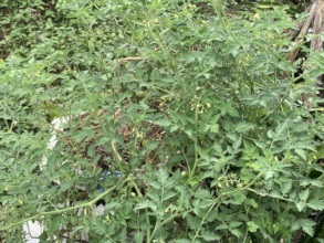 raising companion crops