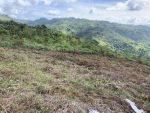 Preparing forage area