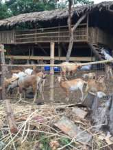 breeding farm