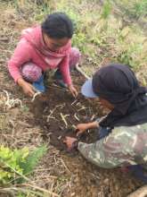 Planting forage
