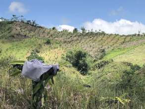Forage production area