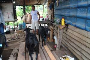 One of our goat raising beneficiaries