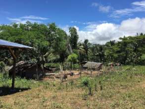 goats for breeding