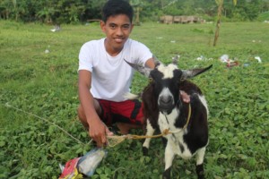 Dispersed goat