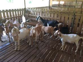 re-stocking upgraded goats