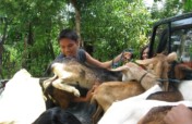 Goats for Poor Farming Families in the Philippines