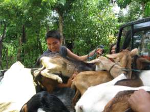 Goats for Poor Farming Families in the Philippines
