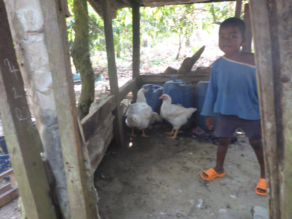 A Chicken Farm for 41 Orphans