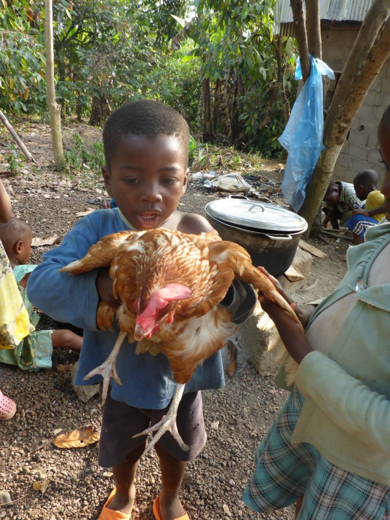 A Chicken Farm for 41 Orphans