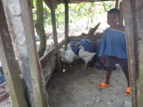 Existing poultry