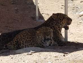 Daisy & Bug (Leopards)
