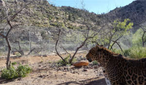 Bug (leopard) in New Habitat