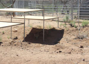 Daisy under platform