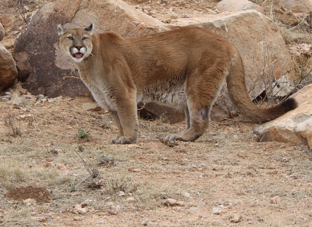 Reports on Help Rescued Big Cats in Arizona GlobalGiving