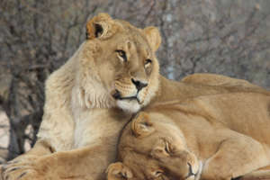 Kemalu & Annika in Habitat