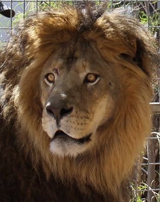 Help Rescued Big Cats in Arizona